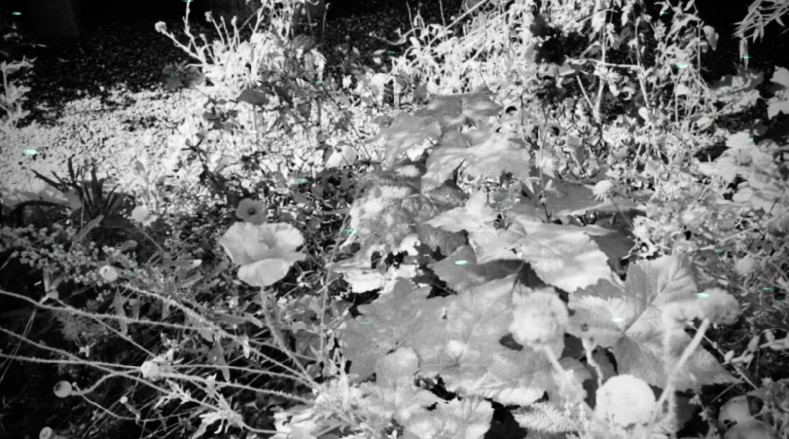 Forest Bathing